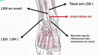 ANATOMIE MI Angiologie du membre pelvien [upl. by Acima]