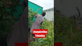 Bougainvillea Trimming [upl. by Ellata]