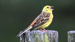 Yellowhammer [upl. by Reivazx]