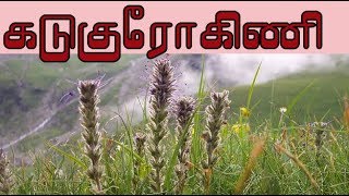 Picrorhiza kurroa கடுகுரோகிணியின் வைத்தியம்  kutki medicine [upl. by Yvan]