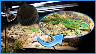 Lighting For Diurnal Reptiles  Bearded Dragons Lacertas Uromastyx Tortoises etc [upl. by Aneerhs485]