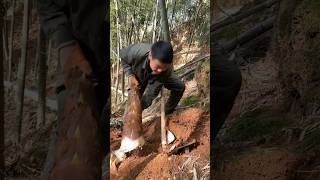 Harvest Bamboo Shoot amazing farming bamboo viral fruit farmlife wildlife [upl. by Nylisoj]