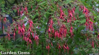 How To Grow Fuchsia Arborescens Growing Fuchsia Arborescens Tree Fuchsia Get Gardening [upl. by Beall349]