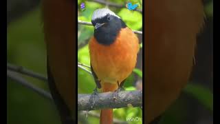 🌿 ✨Vibrant Melodies Daurian Redstart in Eastern Asia 🎵🎣 🐦 animals birdslover bird wild [upl. by Retsam977]