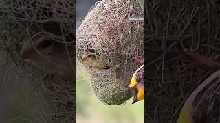 Revolving Nest of Baya Weaver [upl. by Paehpos]