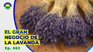 562 El gran negocio de producir lavanda [upl. by Surat]