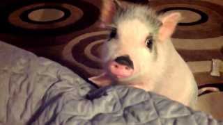 Butters the Mini Potbelly Pig bites the cats tail 4 months old [upl. by Rolyat]