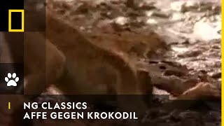 NG CLASSICS  Affe gegen Krokodil  National Geographic [upl. by Enialed643]