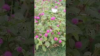 organic flowers harvesting in my garden  song music youtubeshorts [upl. by Xonel]