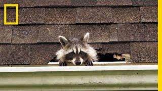 How to Evict Your Raccoon Roommates  National Geographic [upl. by Raamal553]