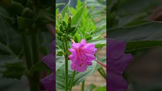 Timelapse  Mirabilis jalapa shorts [upl. by Aplihs918]