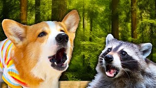 Corgi Hunts a Family of Raccoons [upl. by Yelreveb]