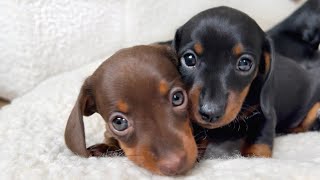 Dachshund puppies 5 weeks old [upl. by Groves642]