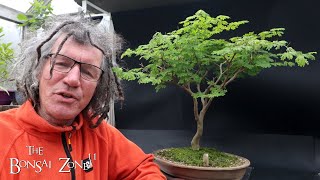 My Brazilian Raintree The Bonsai Zone April 2024 [upl. by Ahsinat]