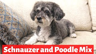 Schnoodle Schnauzer and Poodle Mix Breed  Personality and Temperament  Should you get one [upl. by Zetrauq666]