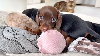 Mini Dachshund puppies are playing [upl. by Ilrebmyk764]