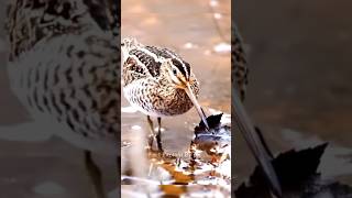 ড্যান্সার পাখি 😆 American woodcocks shorts [upl. by Lovell855]