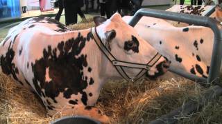 Vidéo Métier  Un éleveur de vaches laitières témoigne du salon de lagriculture 2011 [upl. by Oninotna]