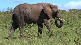 Afrikas Wildtiere Doku  amazing video [upl. by Nichole672]