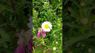 🌼MARGUERITE🌼leucanthemum paludosum [upl. by Amos]