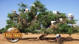 12 Goats In A tree real or fake [upl. by Farris931]