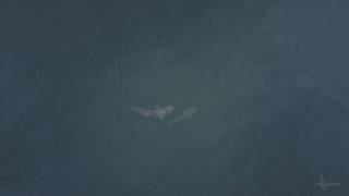 Basking Sharks in Ballycotton [upl. by Perlman709]