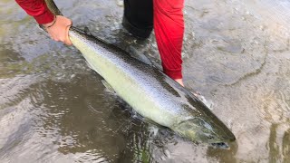 Fishing Bowmanville Creek Salmon 2021 [upl. by Neelyar]