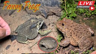 🐸Boing boing catching froggy funny  wep wep catch frogs make you laugh Part10 funny frogs shorts [upl. by Connie130]