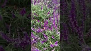 Salvia Leucantha is great for drought landscaping garden landscape flowers plants music [upl. by Lalo]