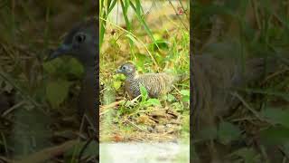 Turtledoves cite dry leaves turtledove wilddoves wildlife [upl. by Raknahs]