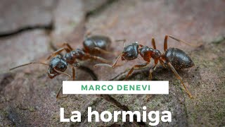 La hormiga de Marco Denevi [upl. by Esylla]