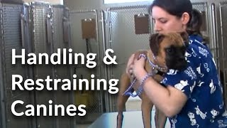 Veterinary Technician and Assistant Training Handling and Restraining Dogs [upl. by Nahseez183]