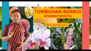 TUMBUHAN BERBIJI SPERMATOPHYTA  BIOLOGI KELAS X [upl. by Aicilram]