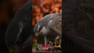 The Hunting Tactics And Techniques Of Goshawks [upl. by Afihtan]