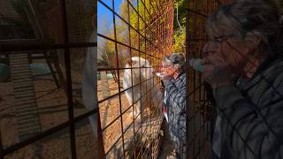 How to treat a tigers ear  tiger lion veterinary normandie caressedetigre [upl. by Aneerahs]