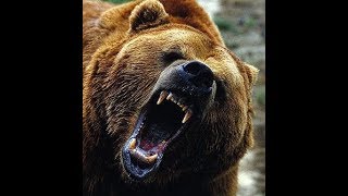 Grizzly Attack It Finally Happened [upl. by Falk]