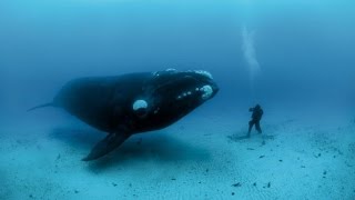 ¿CÓMO SE COMUNICAN LAS BALLENAS [upl. by Lela]