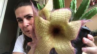 Stapelia gigantea [upl. by Fleisig]