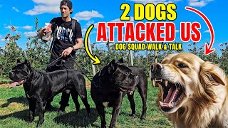 We Just Got ATTACKED By 2 Dogs  Dog Squad Walk amp Talk dog canecorso [upl. by Terag]