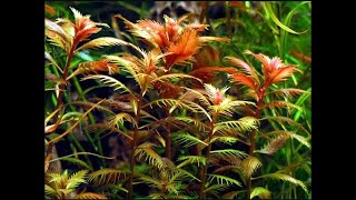 Proserpinaca Palustris Cuba  Mermaid Weed  Copper aquarium plant [upl. by Gambrill]