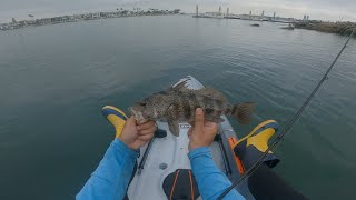 Newport Harbor Spotted Bay Bass fishing  Newport Harbor California  Kayak Fishing [upl. by Darum]