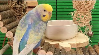 budgie sounds for relaxation [upl. by Lacsap]