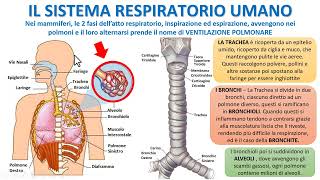 IL SISTEMA RESPIRATORIO UMANO [upl. by Shaylyn]