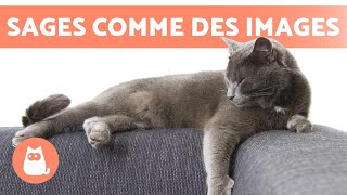 RACES DE CHATS LES PLUS CALMES 🐱 TOP 10 [upl. by Kendell]