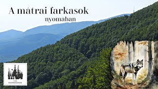 Farkasok nyomában a Mátrában [upl. by Arratahs416]