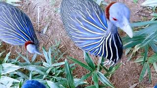 Vulturine Guineafowl pets [upl. by Gaskin779]