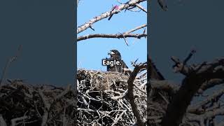 BirdNests WeaverBird RedOvenbird BaldEagle HoneybeeHives Wildlife Nature AvianArchitecture [upl. by Wolram]