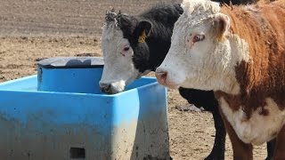 Miraco Livestock Waterers Installation Video [upl. by Kho]