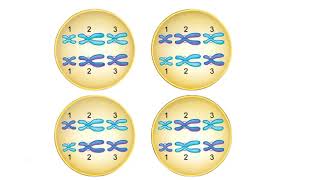 Metaphase I Animation [upl. by Silverstein]