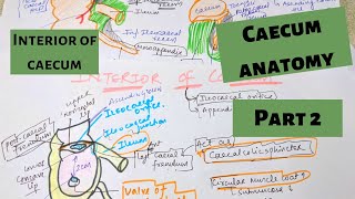 CAECUM ANATOMY PART 2 INTERIOR OF CAECUM  LARGE INTESTINE ANATOMY PART 3 [upl. by Camus]